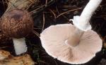 fungi images: Agaricus subrutilescens